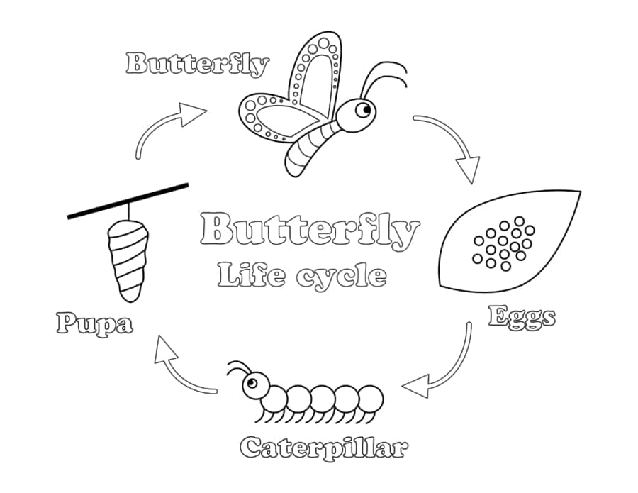 Butterfly Life Cycle Coloring Pdf Free Vectors